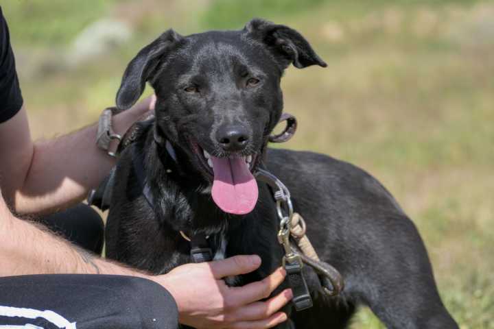 Milow sucht dringend Pflege- oder Endstelle