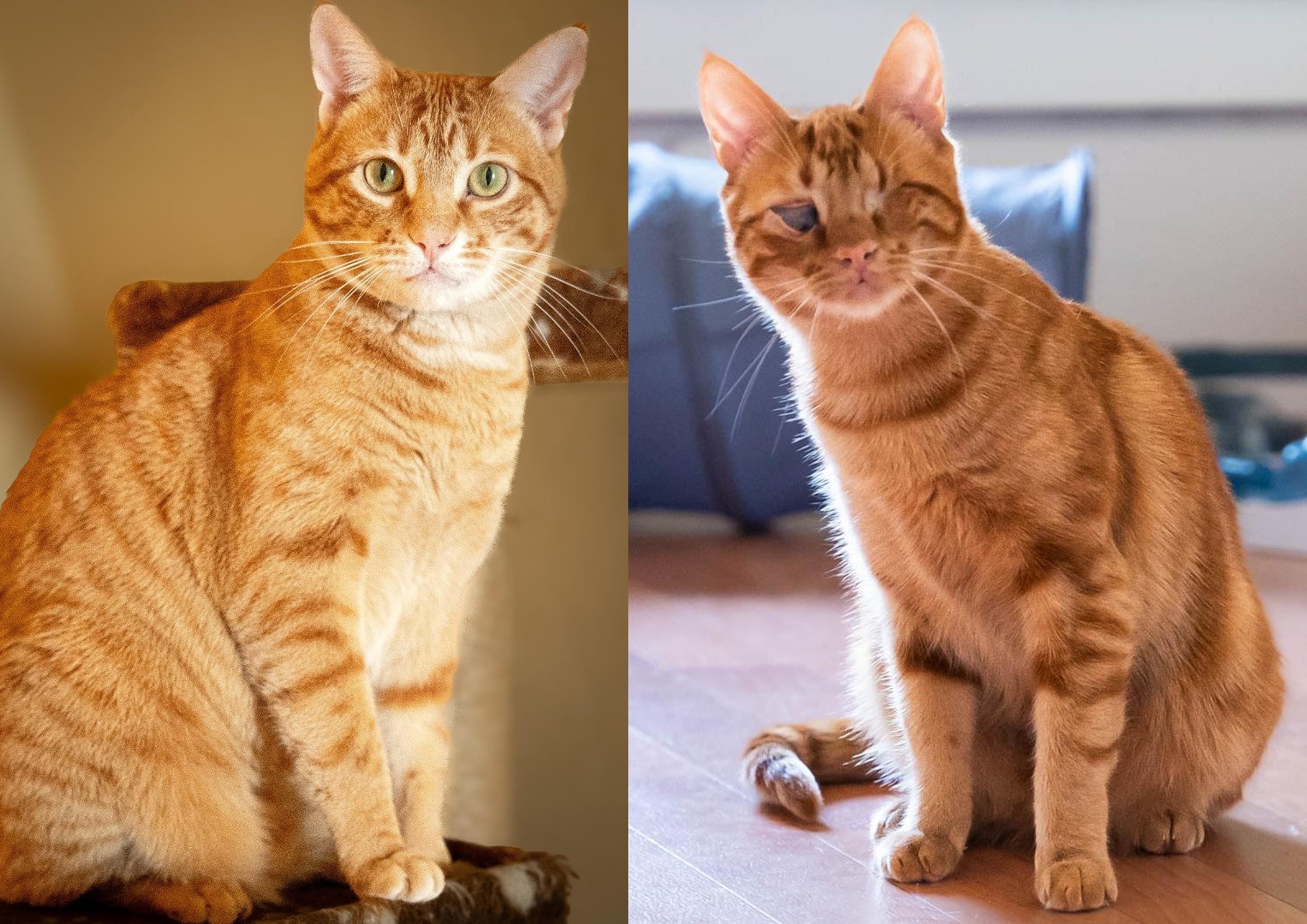 Dringend! Foxy und Kasim suchen ein Zuhause