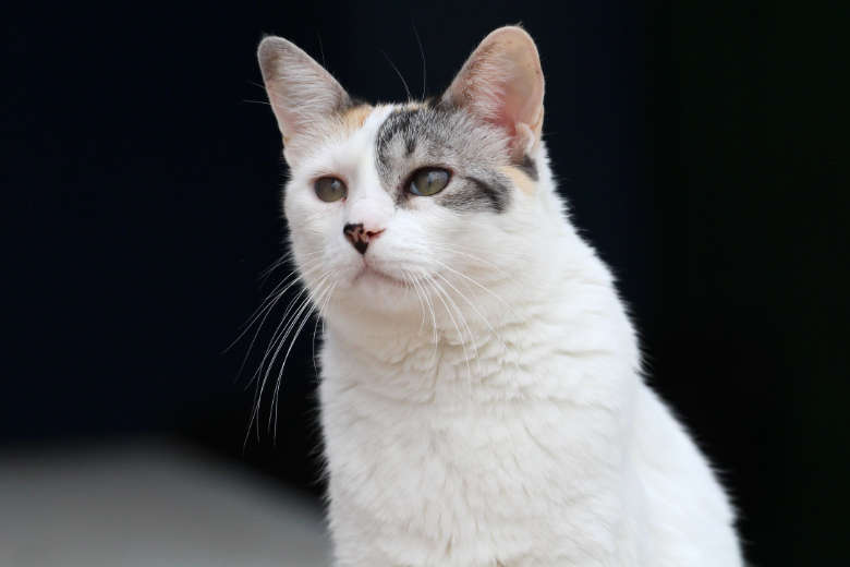 Cara