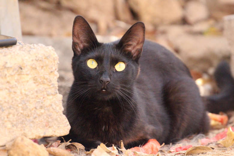 Eyra