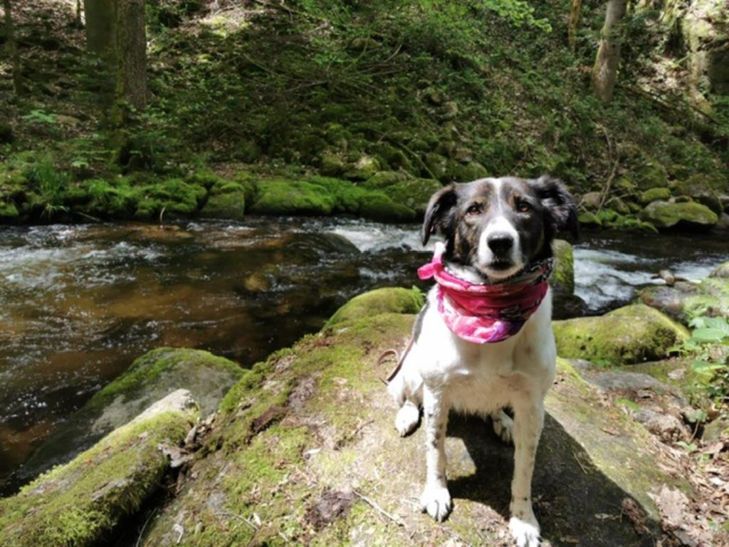 Stella