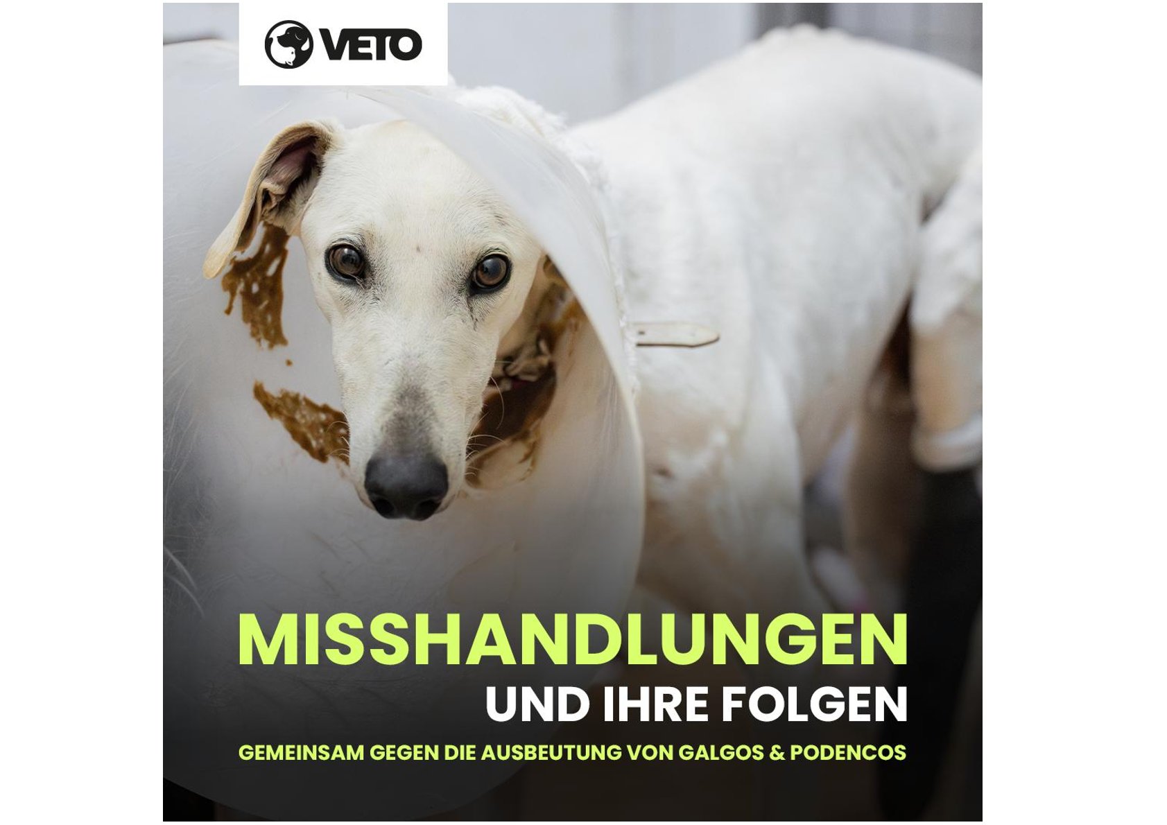 Wir sind dabei! VETO-Kampagne für spanische Jagdhunde.