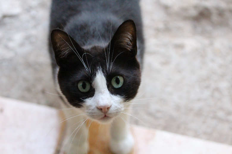 Felix
