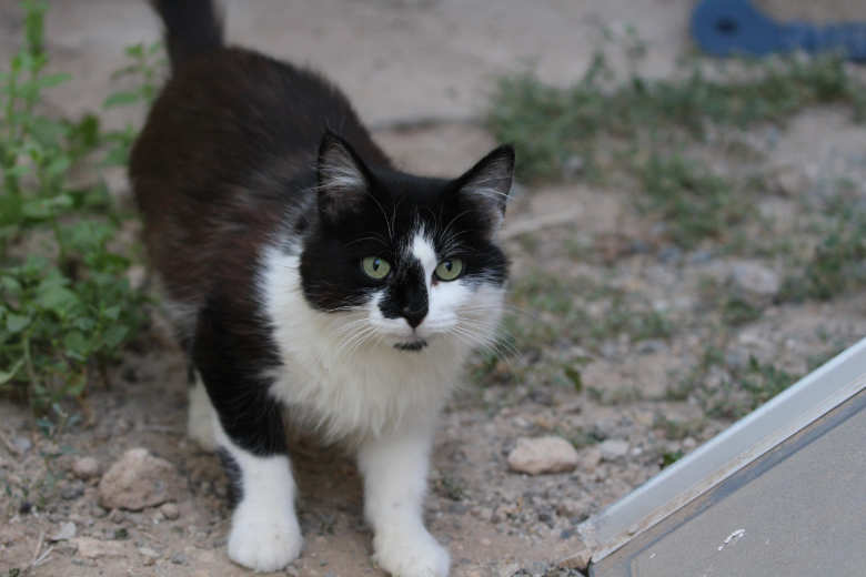 Lili