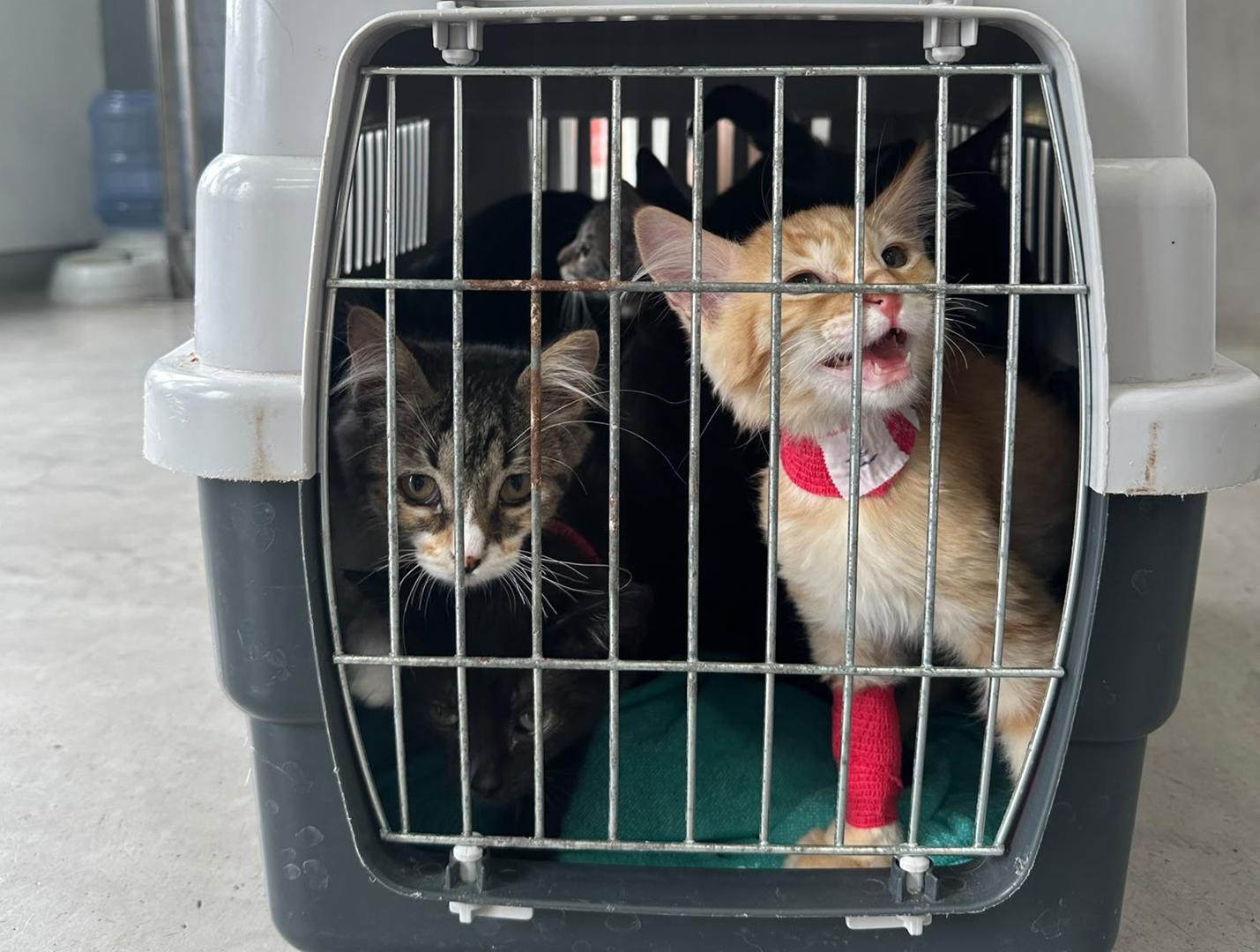 Aufnahmestopp im Tierheim!