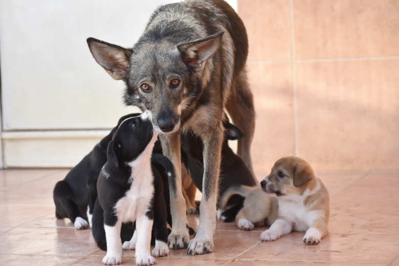 Hundefotos (10)_b