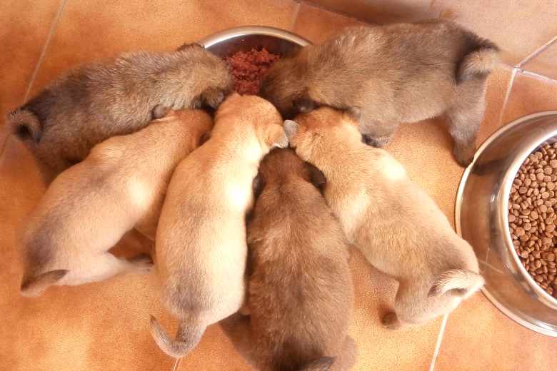 Hundefotos (16)_b