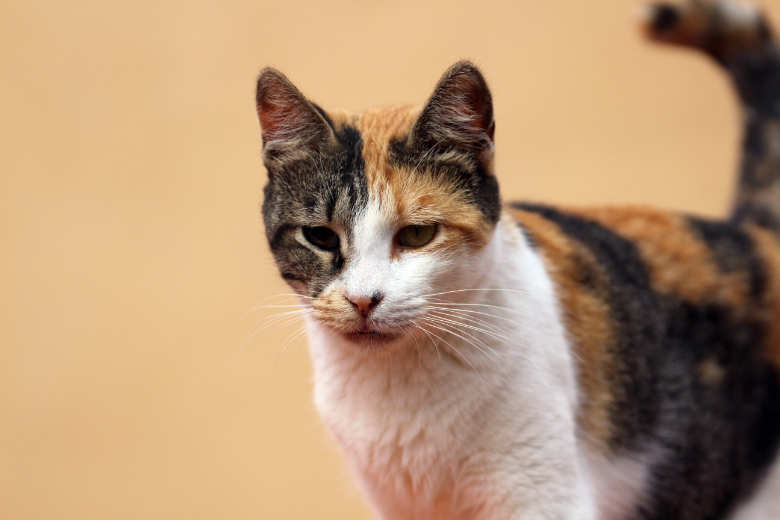 Amiga