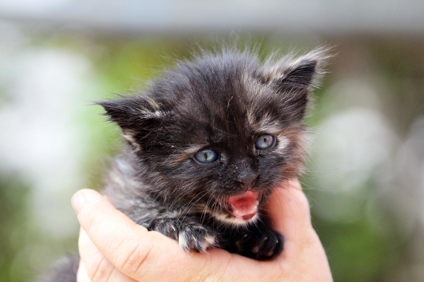Heute ist Weltkatzentag!