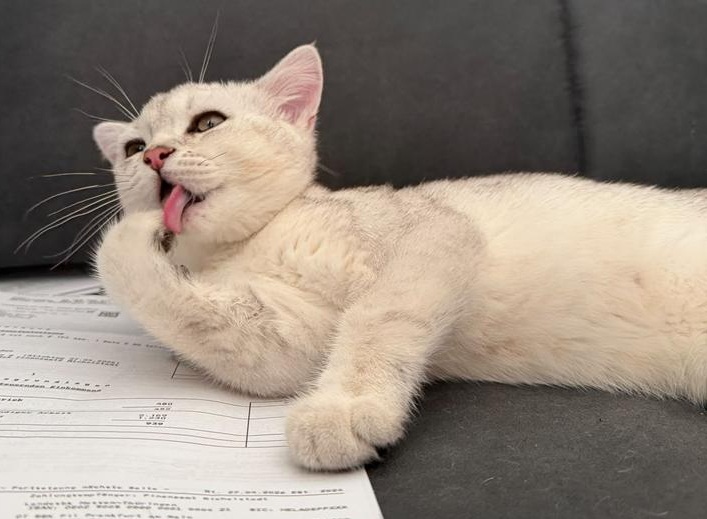 Yuki